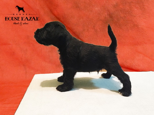miniature schnauzer patuljasti snaucer